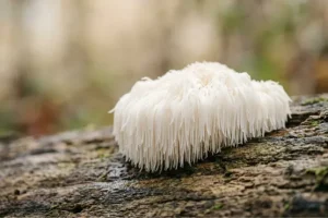 french mush Lion s Mane