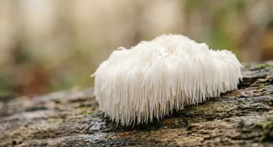 french mush Lion s Mane