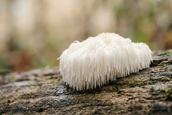 french mush Lion s Mane